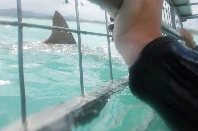 Are Sharks More Attracted To Human Or Fish Blood? YouTuber Uses A Bucket Of Blood To Find Out