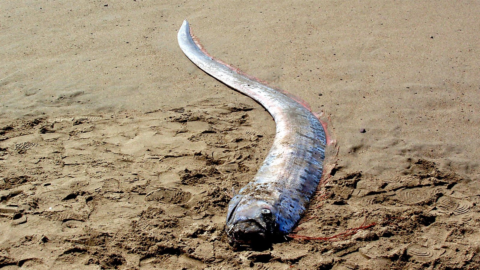 Rare Sightings Of 'Harbinger Of Doom' Oarfish, Including One 12-Feet Long, Spark Fear In Locals