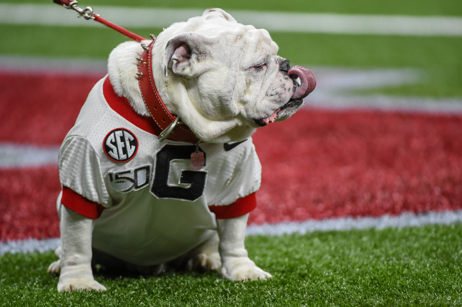 Georgia’s Mascot Uga Caught Peeing On Artificial Turf Field Before SEC Championship (Video)
