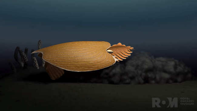 500 Million Year-Old ‘Alien-Looking’ Sea Creature – A Completely New Species – Discovered In Canada