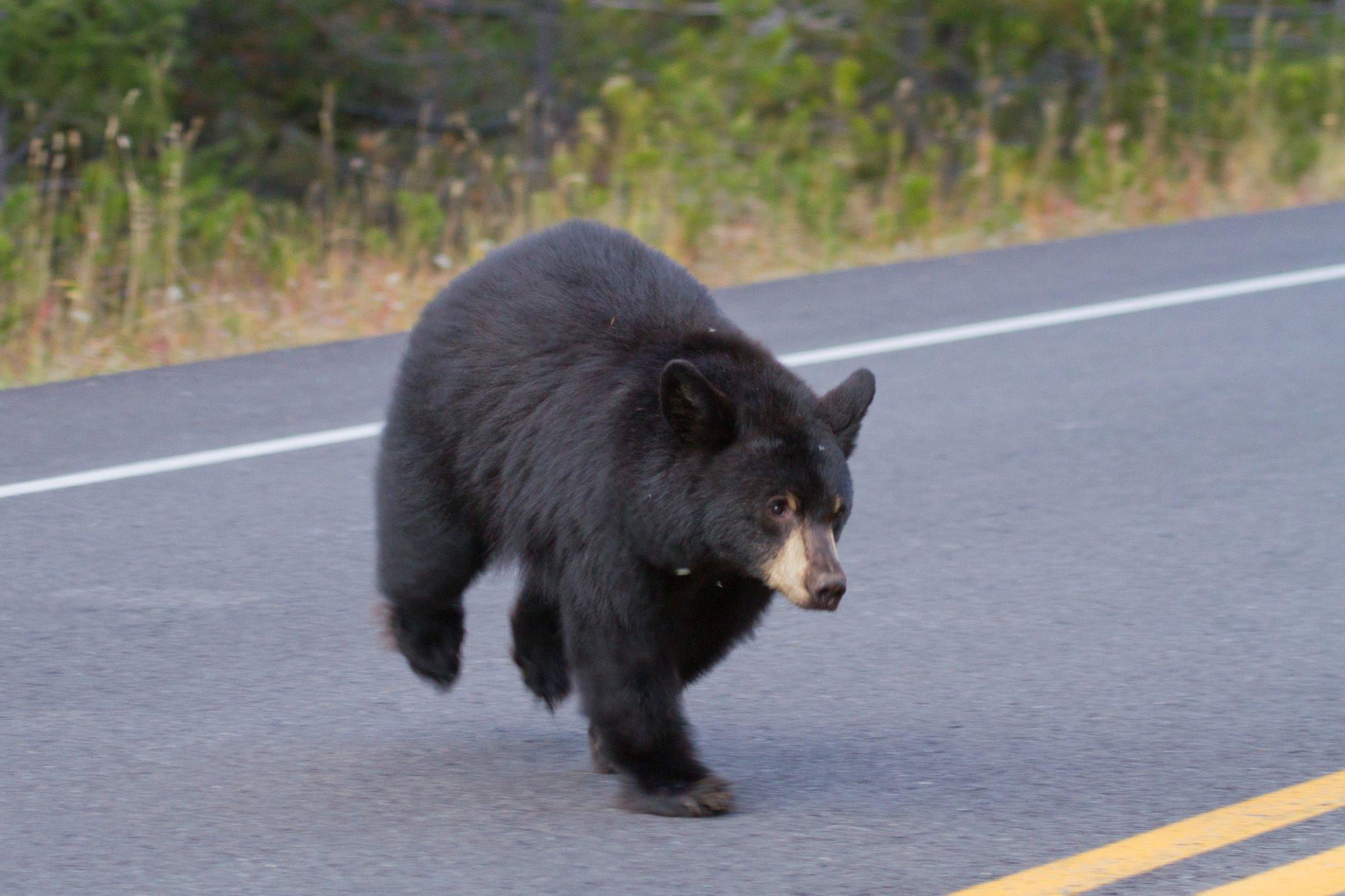 Black Bear Has Hilarious Reaction After Getting Caught Trying To Steal A Mercedes