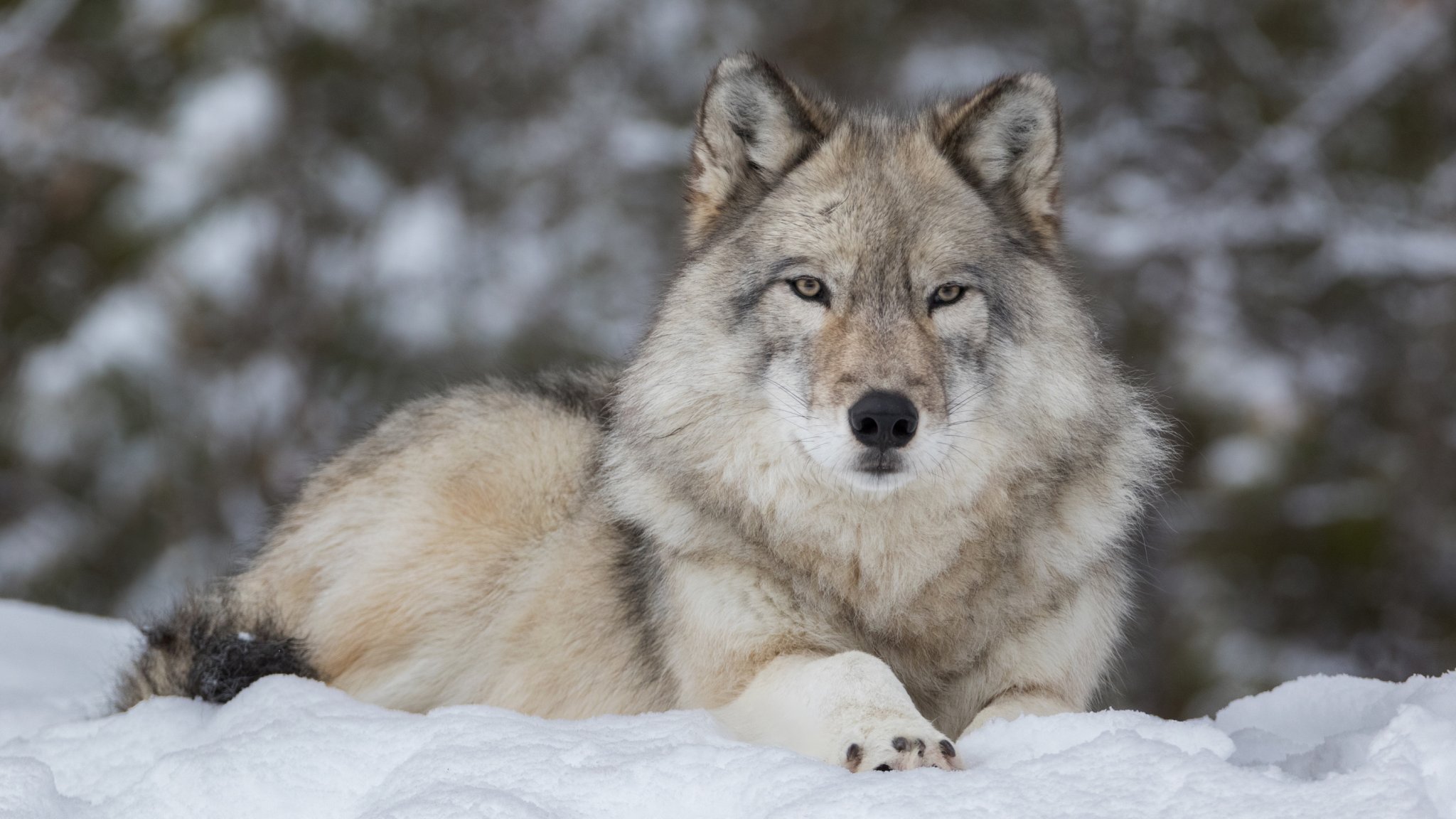 Trail Cam Captures Stunning Footage Of Gray Wolves Playing In Snow Like Puppies