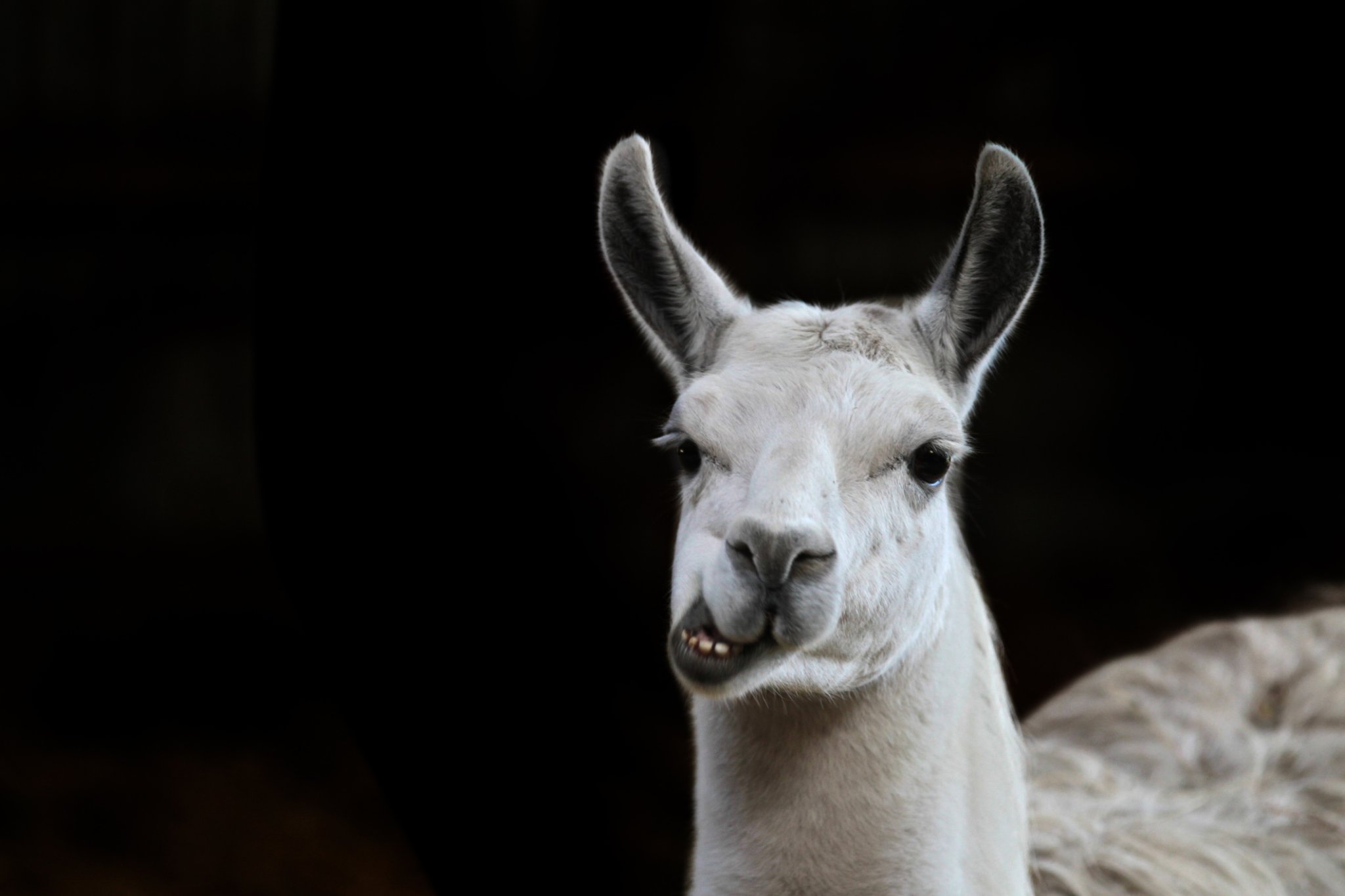Dude Brings A Llama In A Tuxedo To His Sister's Wedding As A Date After Trolling Her For Five Solid Years