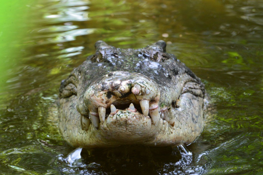 Crocodile Leaps Out Of Water And Snatches A Bat From Mid-Air In Stunning Encounter