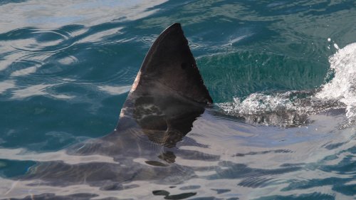 Fishermen Spot Great White Sharks Feasting On Whale Carcass Off St. Pete Beach, Florida