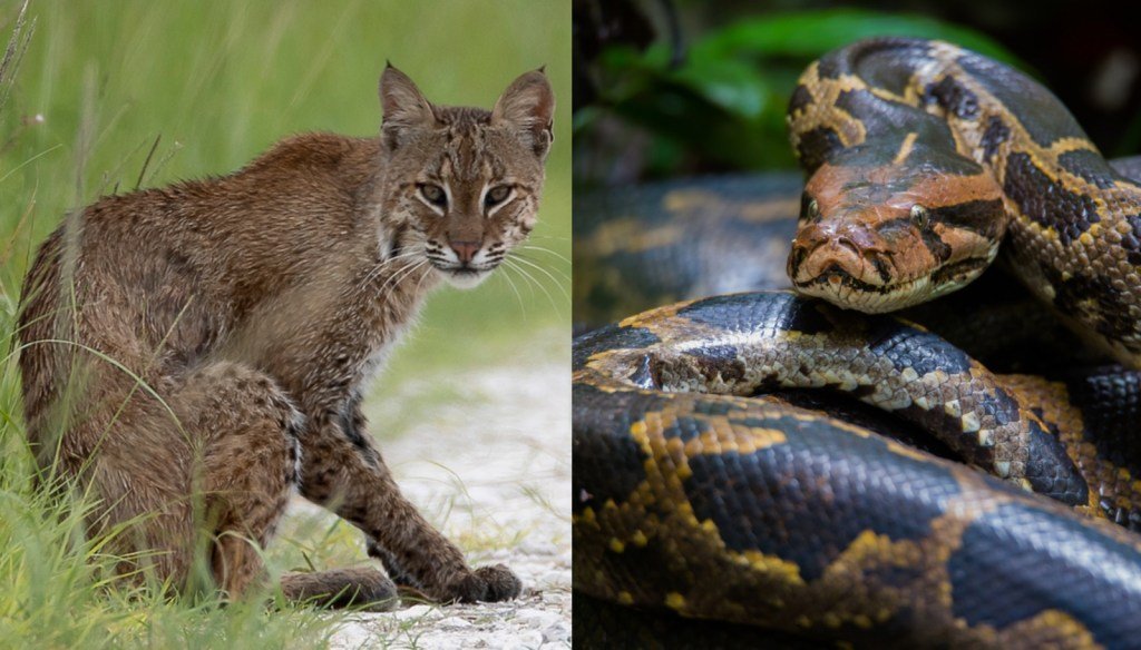 Trail Cam Footage Of A Bobcat And Burmese Python Battling It Out In The Everglades Is Better Than ‘Jurassic Park’