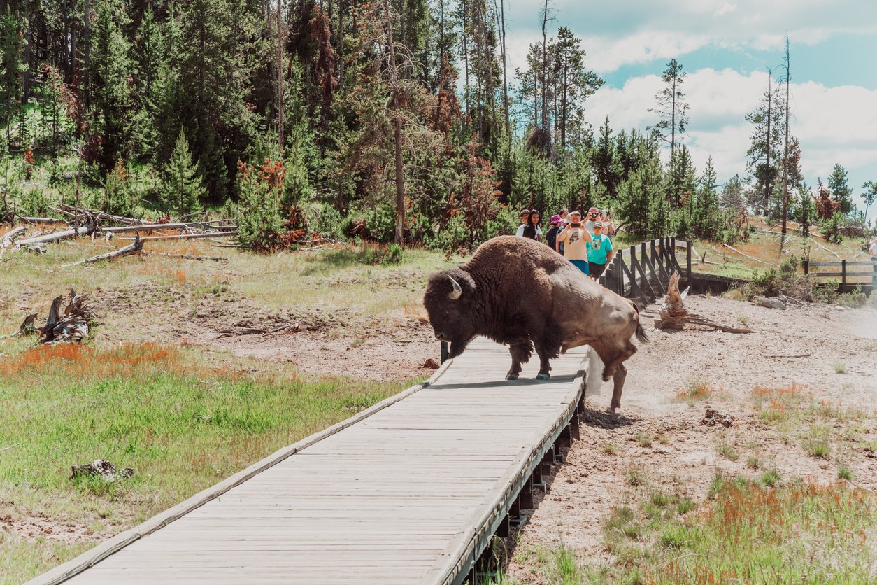 Brutal footage captures Yellowstone tourist getting gored by Bison  - cover
