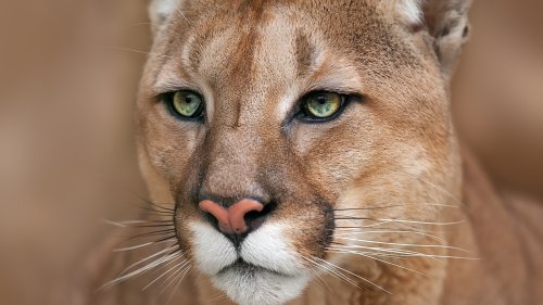 Incredibly Thick Mountain Lion Stares Down Man Through His Sliding Glass Door In Sun Valley