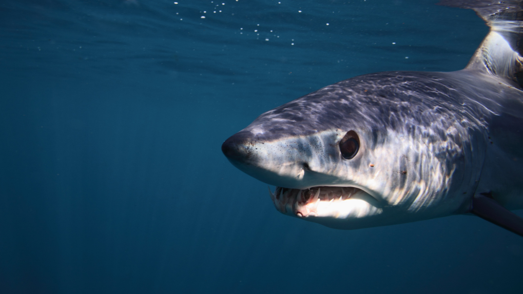 Diver Captures Exact Moment A Mako Shark Attacked Him While He Was Coming Up To Breathe
