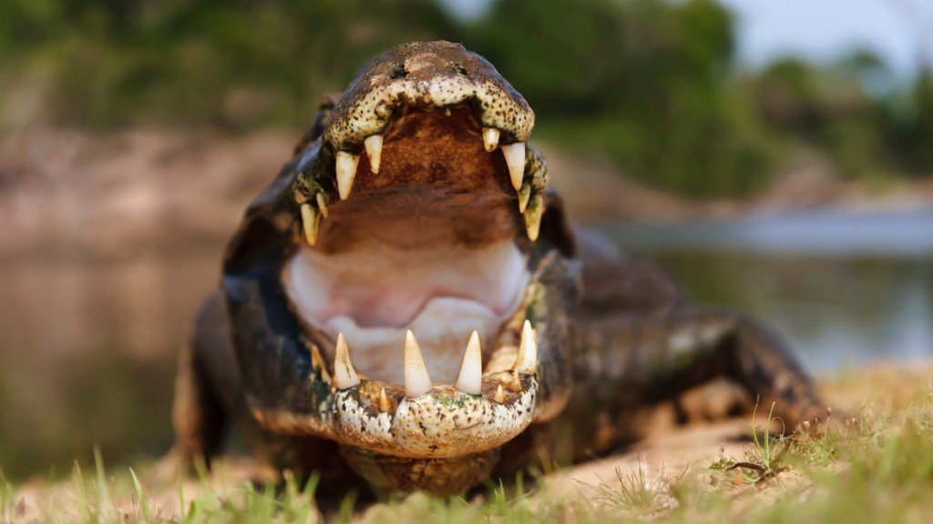 Eye-Popping Footage Of A Massive Alligator Ambushing Another Gator Blows Everyone Away