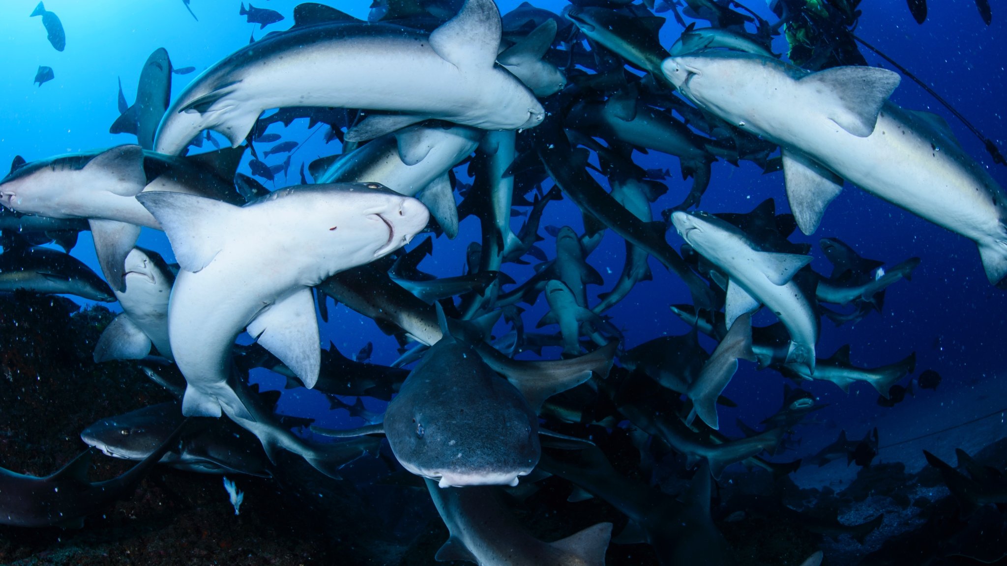 Fishermen Chasing Tuna Find Themselves Engulfed By A Massive Shark Feeding Frenzy In Louisiana