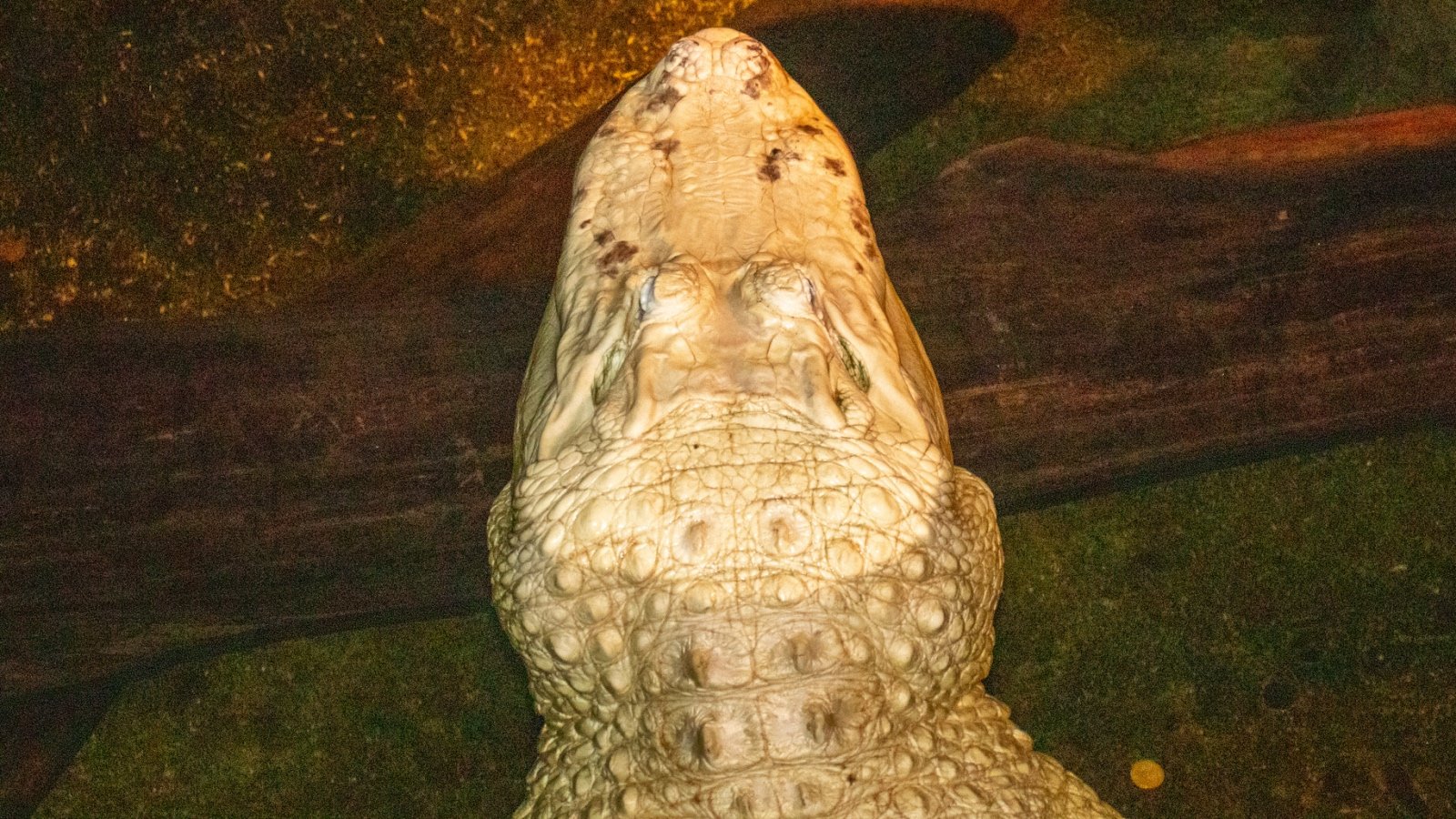 Zoo Removes 70 Coins From Rare Alligator Who Swallowed The Items Thrown By Visitors