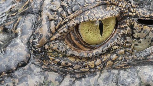 The massive alligator bodyslamming fellow gators and rocking the outdoor world