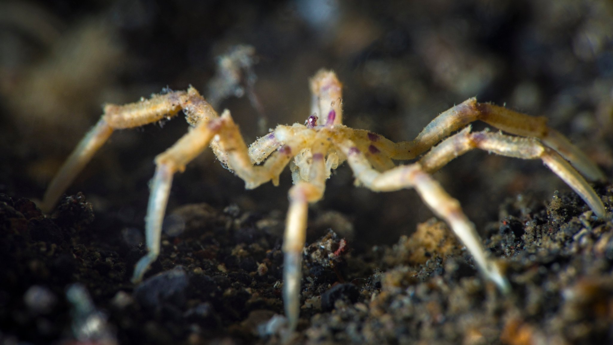 Russian Fisherman Catches A Deep Sea 'Spider' That Looks Like Stephen King's Next Book Idea