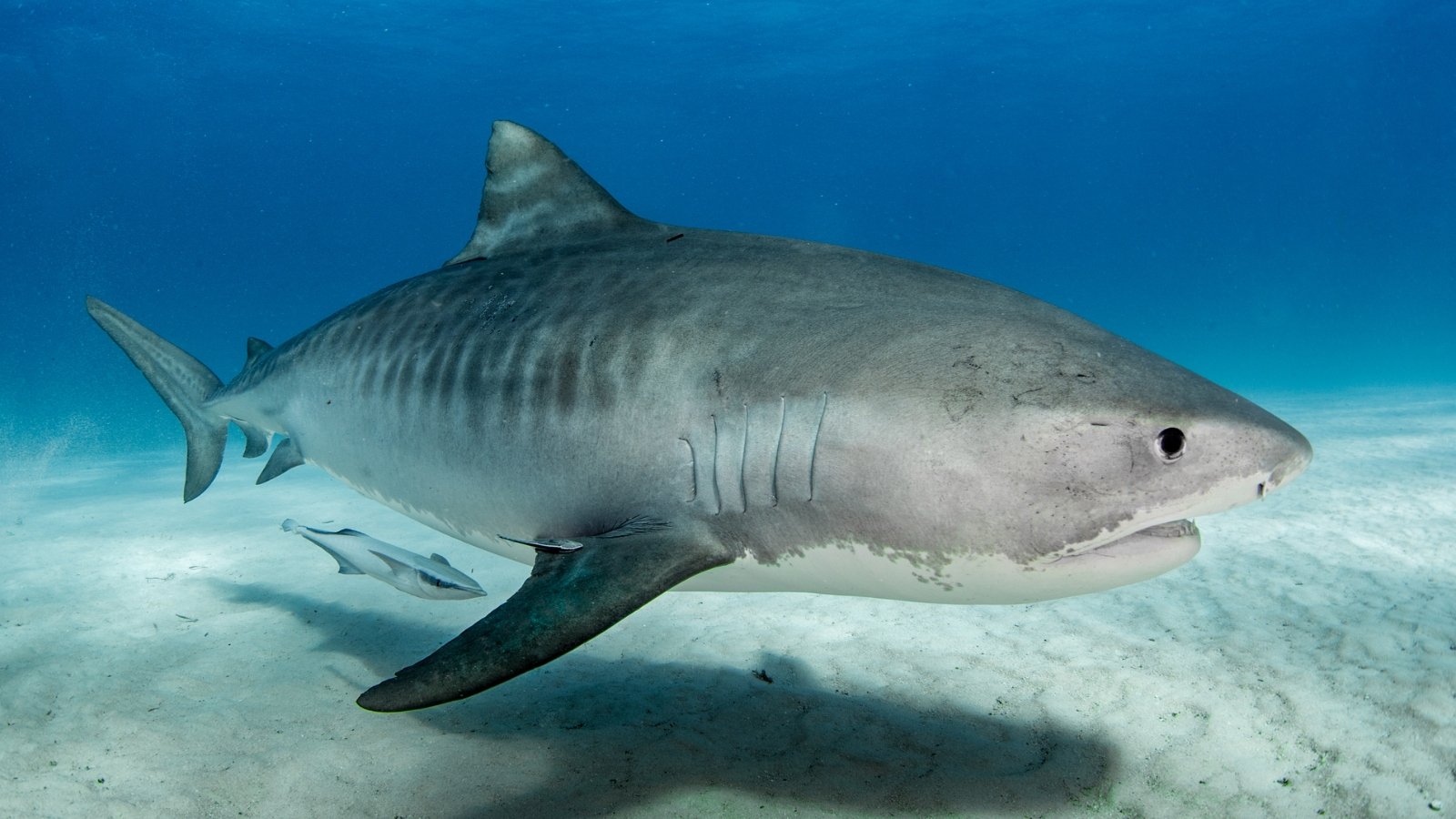 Tiger shark attack survivor solves mystery, plus more outdoor tales - cover