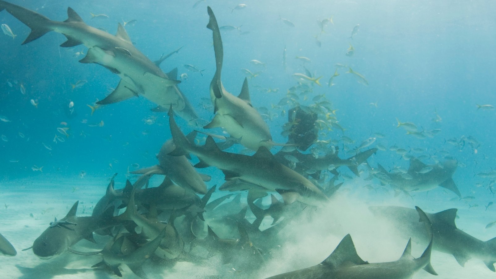 Fisherman Loses Red Snapper To Shark Feeding Frenzy Caught On Video Off Cape Canaveral
