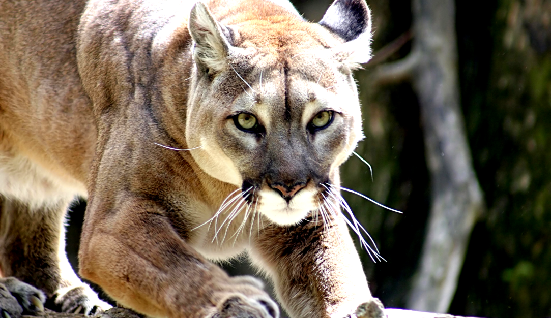'Hero' Mom Fights Off Mountain Lion By Punching It After It Attacks Her Son