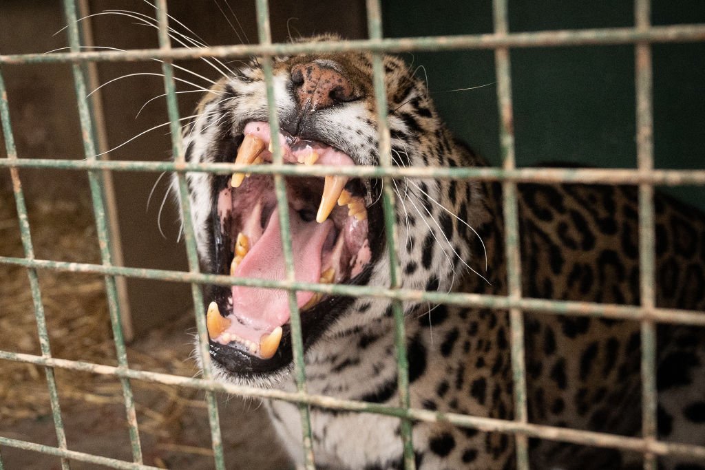 Inquisitive Child Gives Hilarious Interview After 'Florida Man' Sticks Hand In Jaguar's Cage At Zoo