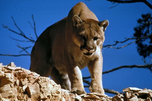 Utah Man Goes Viral For His Terrifying Six-Minute-Long Showdown With A Cougar While On A Hike - BroBible