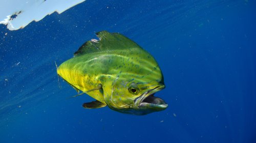 Fish Tracker On A Mahi-Mahi Blew Scientists Away With How Far It Travels In A Day