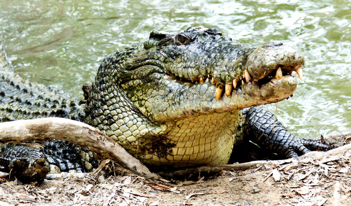 Man Survives Crocodile Attack After Prying The Monster’s Jaws Off His Head