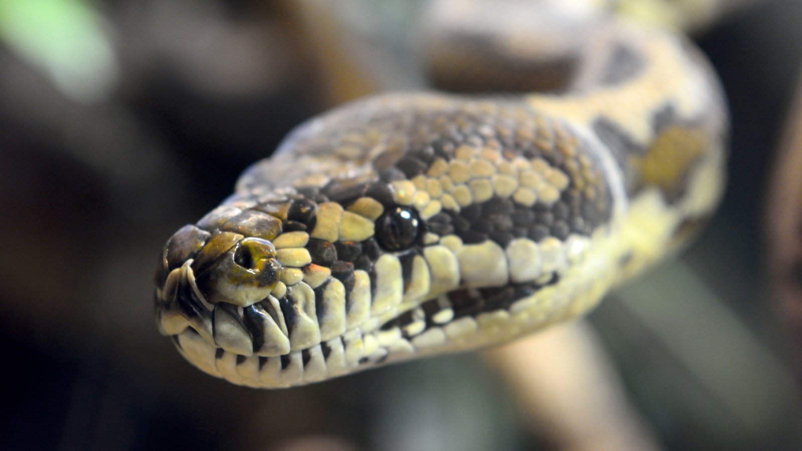 Green Bay Resident Finds 7ft Australian Python Under Their Car’s Hood