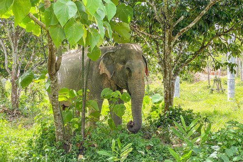 Walking with Elephants in Thailand - Ethically and Sustainably