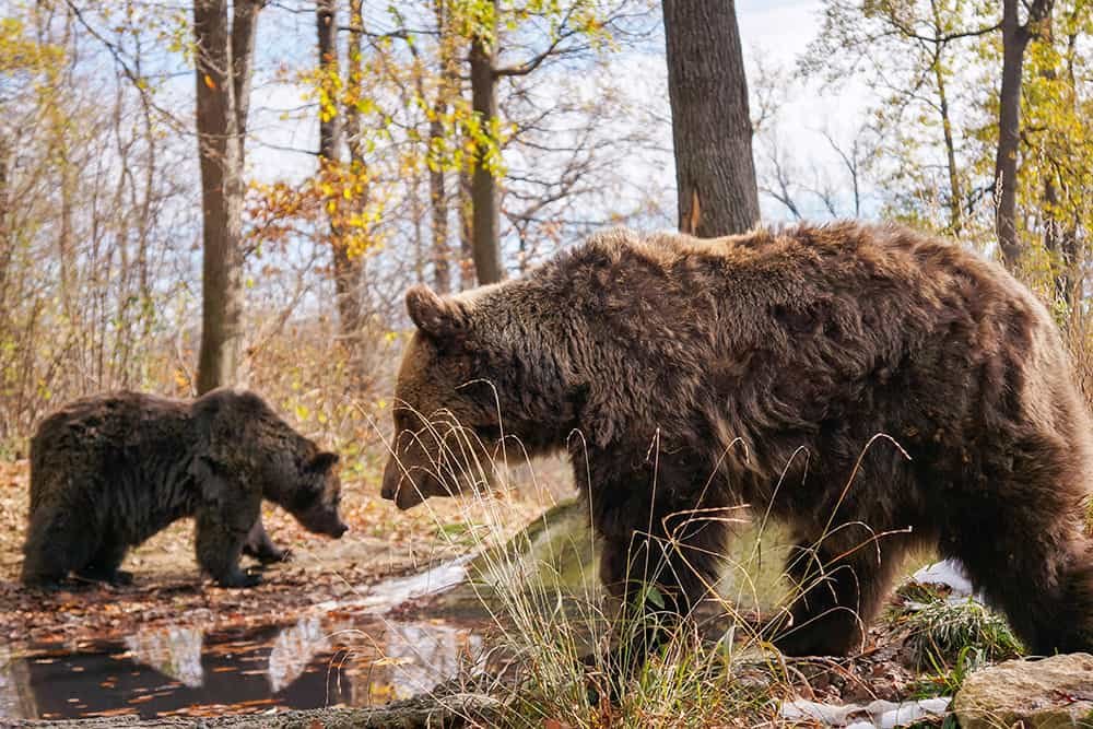 Visiting the Libearty Bear Sanctuary in Zarnesti, Romania - Brogan Abroad