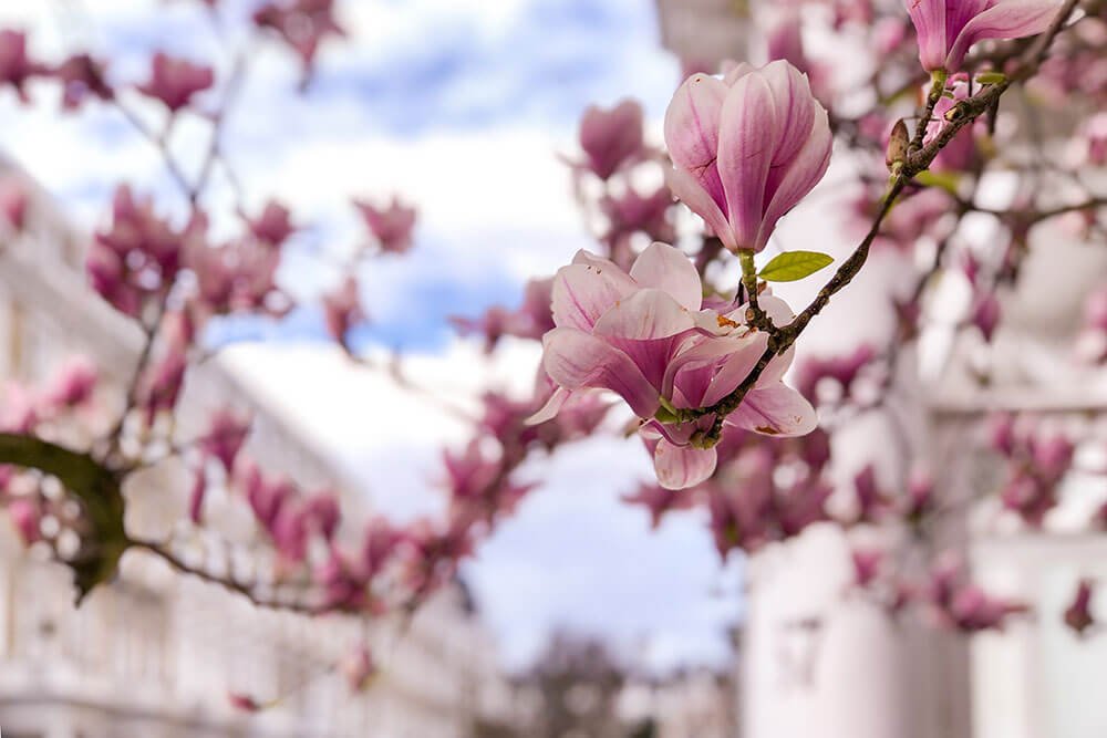 London in Bloom - Where to Enjoy the Cherry Blossoms in London - cover