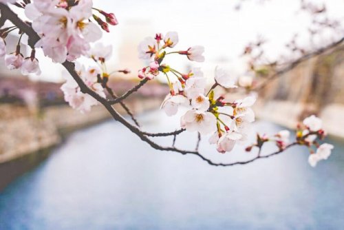 Where To See The Best Cherry Blossoms This Spring