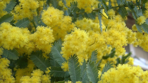 Acacia Rigidula | Introduction, Uses, Health Benefits and, Side Effects