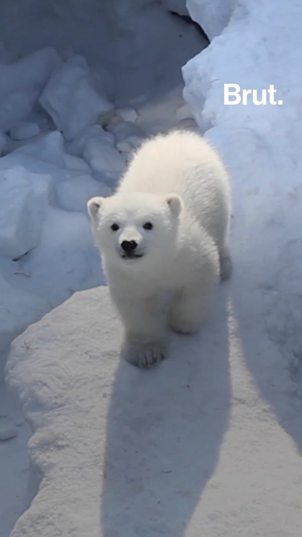 Comment le changement climatique mène l'ours polaire vers l'extinction