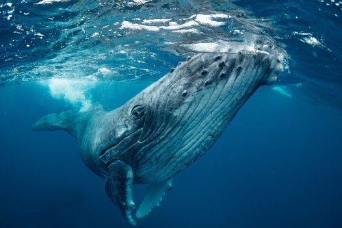 Wal bewegt Milliarden: Größte Transaktion im Krypto-Space