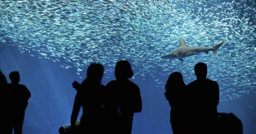 10 Best Aquariums in the World