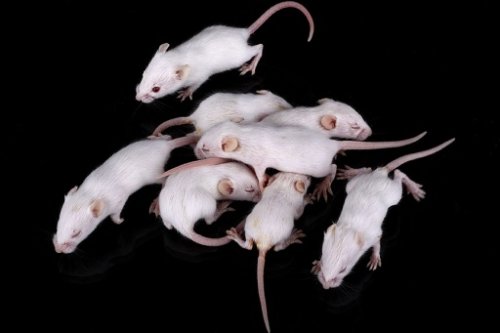 Study: For better research results, let mice be mice