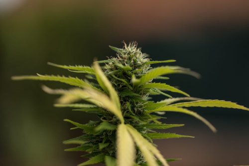 High Society: Wie Deutschland zum Land der Home-Grower wird