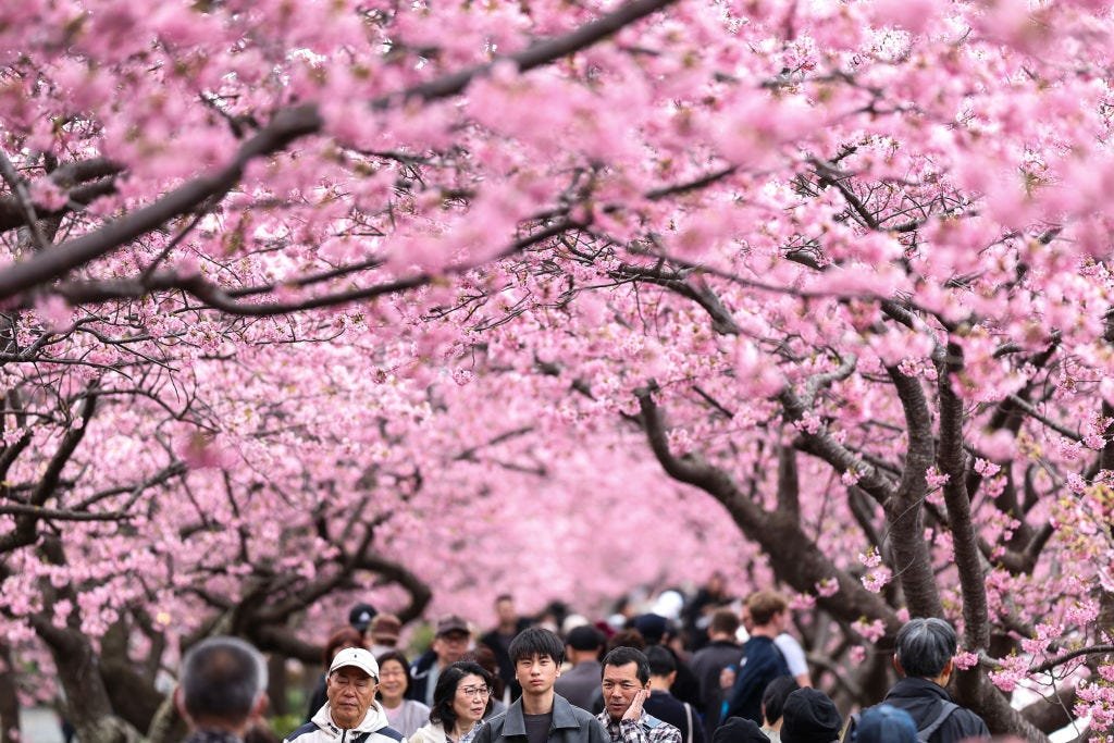 Cherry Blossom in Japan, Deutschland und den USA: Die schönsten Fotos der Kirschblüten-Saison 2025