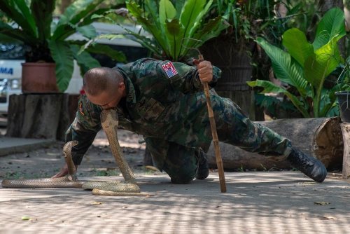 Bilder zeigen, wie sich Marines auf Vogelspinnen und Vipern im Dschungel vorbereiten