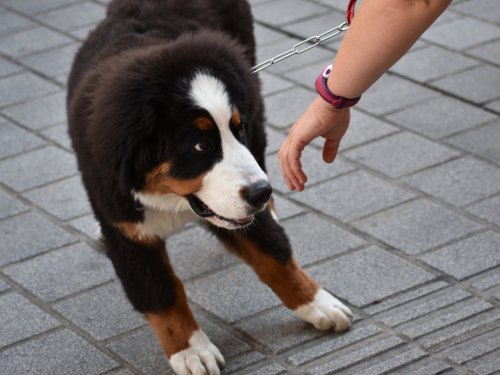 9 überraschende Anzeichen, dass euer Hund euch nicht mag — auch wenn ihr es nicht wahrhaben wollt