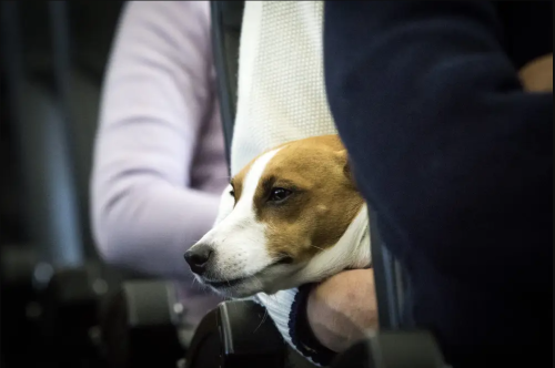 Wegen Gepäck-Chaos am Flughafen: Hund ist „traumatisiert“, weil er 21 Stunden inmitten von verlorenem Gepäck festsaß
