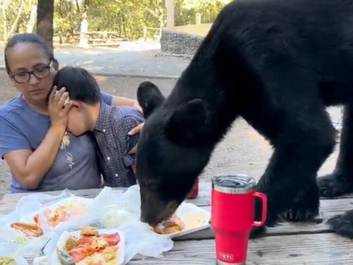 Ein Video zeigt, wie eine Mutter ihren Sohn vor einem Schwarzbären schützt, der nur noch Zentimeter entfernt ist