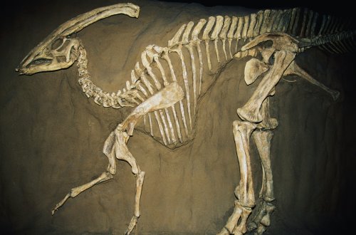 Ein Mann stieß auf ein 70 Millionen Jahre altes Dinosaurierskelett – und hielt es zwei Jahre lang geheim