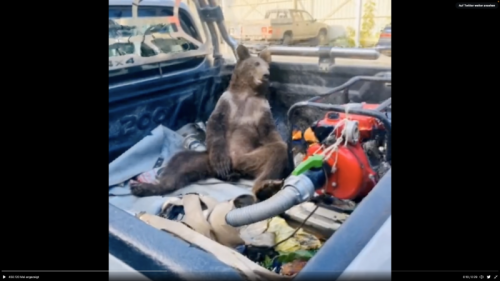 Dieses türkische Bären-Baby hat halluzinogenem Honig genascht – Videos zeigen, wie es high in einem Truck sitzt