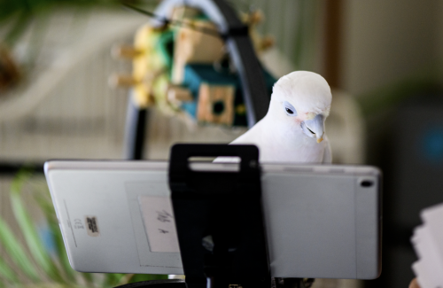 Wissenschaftler haben erfreut festgestellt, dass Papageien willentlich Vogelfreunde per Videocall anrufen – und sich dadurch weniger einsam fühlen