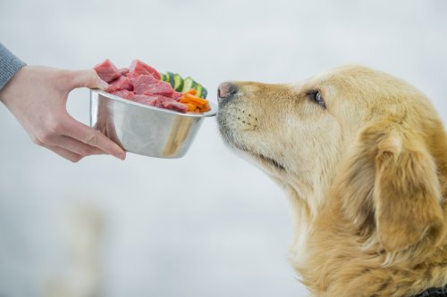 Barfen: Warum ihr besser aufhören solltet, eure Hunde mit rohem Fleisch zu füttern