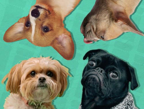 Stiftung Warentest: Das sind die besten Hundefutter