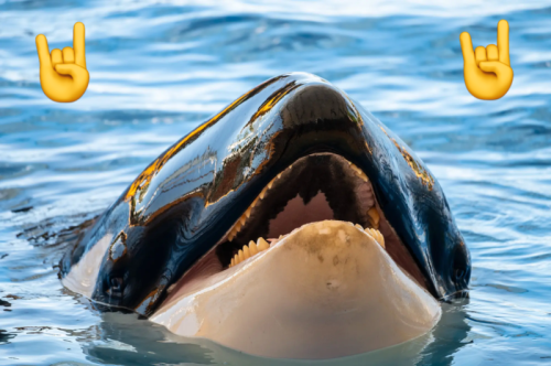 Segler erstellten auf Spotify eine Heavy-Metal-Playlist, um Orcas abzuwehren, die ihre Boote bedrohen