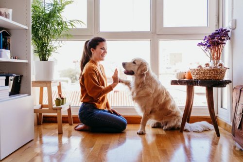Si tienes o planeas tener un perro potencialmente peligroso, estás obligado a asegurarlo