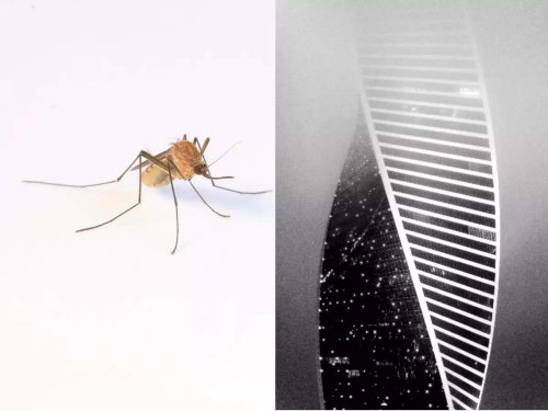 Gene Drives: The advanced sci-fi technology to fight malaria mosquito explained