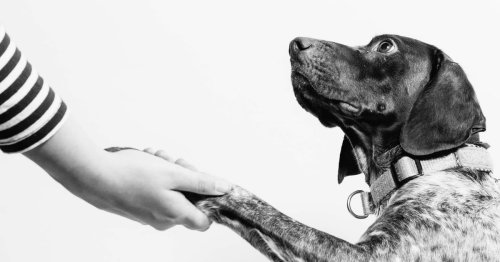 Can dogs understand humans? Inside the complex cognition of canines